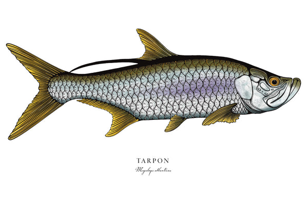 Tarpon II Color Fine Art Print
