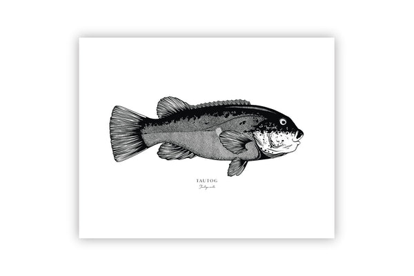 Tautog II Black and White Fine Art Print