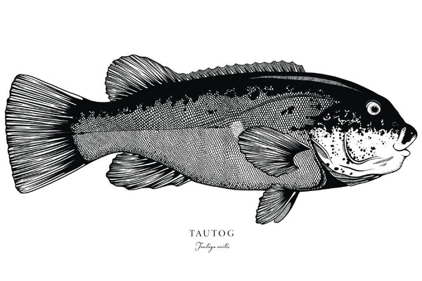 Tautog II Black and White Fine Art Print
