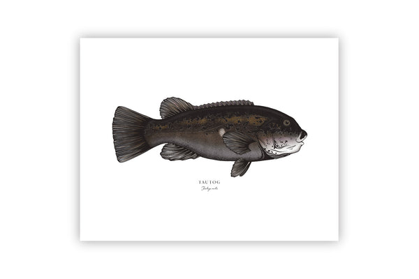 Tautog II Color Fine Art Print