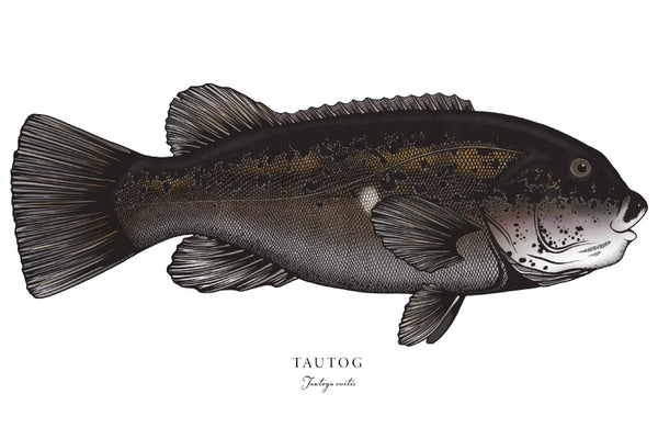 Tautog II Color Fine Art Print