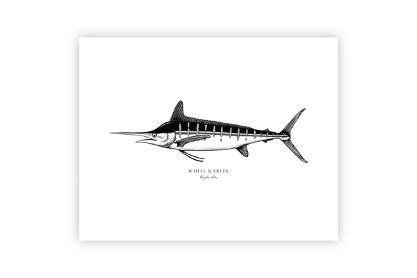 White Marlin II Black and White Fine Art Print