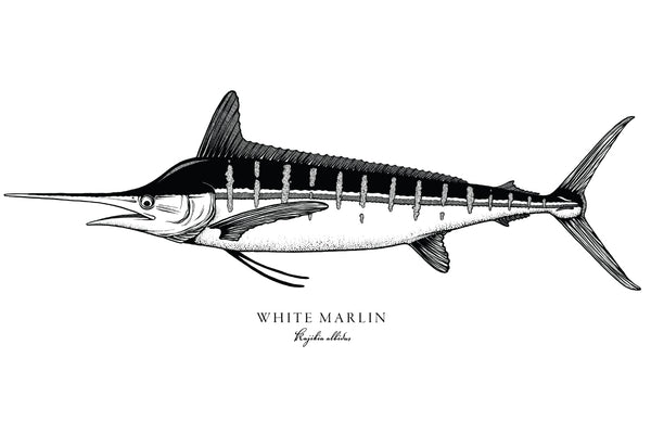 White Marlin II Black and White Fine Art Print