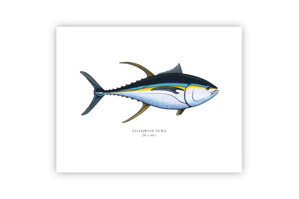 Yellowfin Tuna II Color Fine Art Print