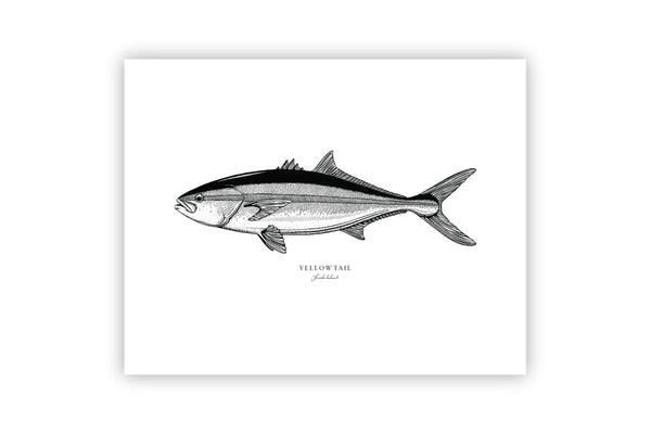 Yellowtail II Black and White Fine Art Print