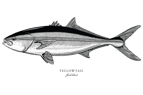 Yellowtail II Black and White Fine Art Print