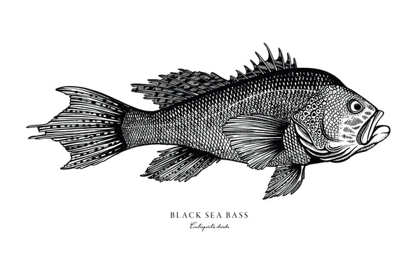 Black Sea Bass II Black and White fine Art Print