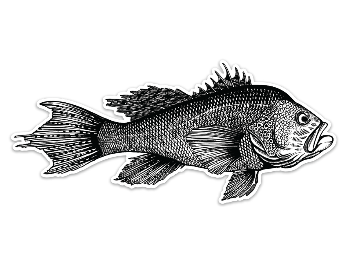 Black Sea Bass Bold Coast Burns