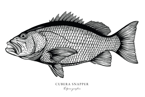 Cubera Snapper II Black and White Fine Art Print