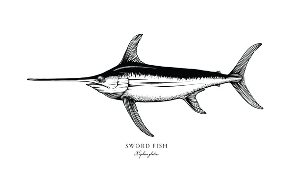 Swordfish II Black and White Fine Art Print