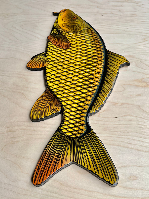 Carp