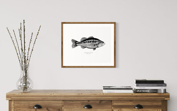 Largemouth Bass II Black and White Fine Art Print