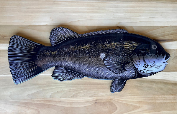 Tautog || 28” Print Mount