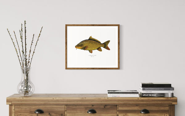 Common Carp II Color Fine Art Print