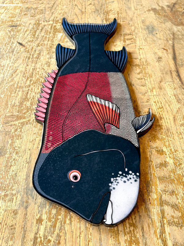 California Sheephead || Print Mount || 28"