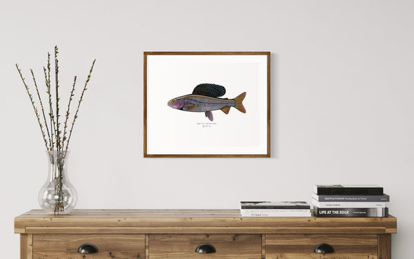 Arctic Grayling II Color Fine Art Print