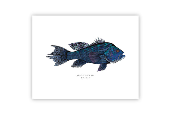 Black Sea Bass II Color Fine Art Print