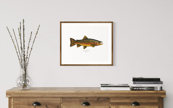 Brown Trout II Color Fine Art Print