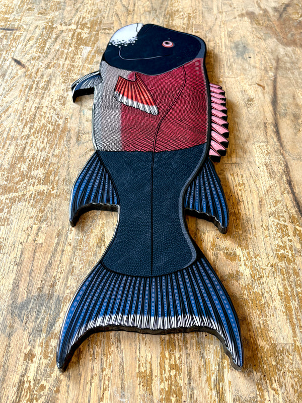 California Sheephead || Print Mount || 28"