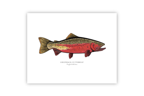 Greenback Cutthroat II Color Fine Art Print