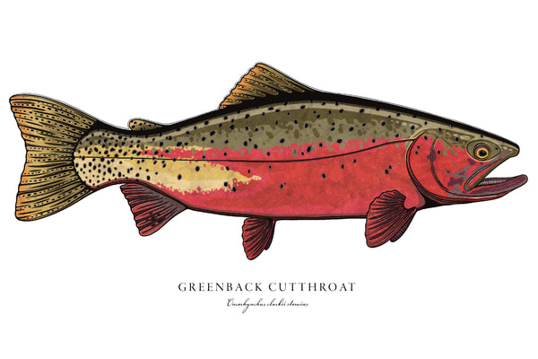 Greenback Cutthroat II Color Fine Art Print