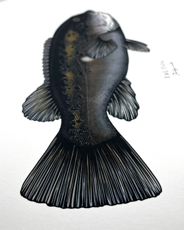 Tautog