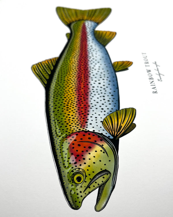 Rainbow Trout