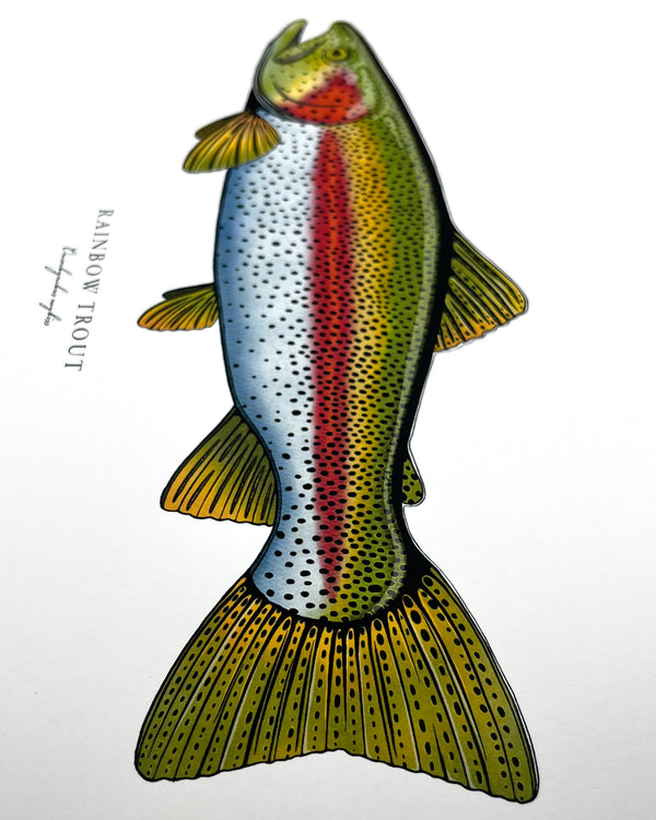 Rainbow Trout