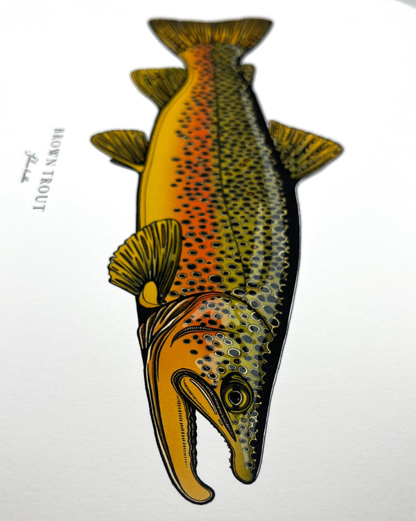 Brown Trout