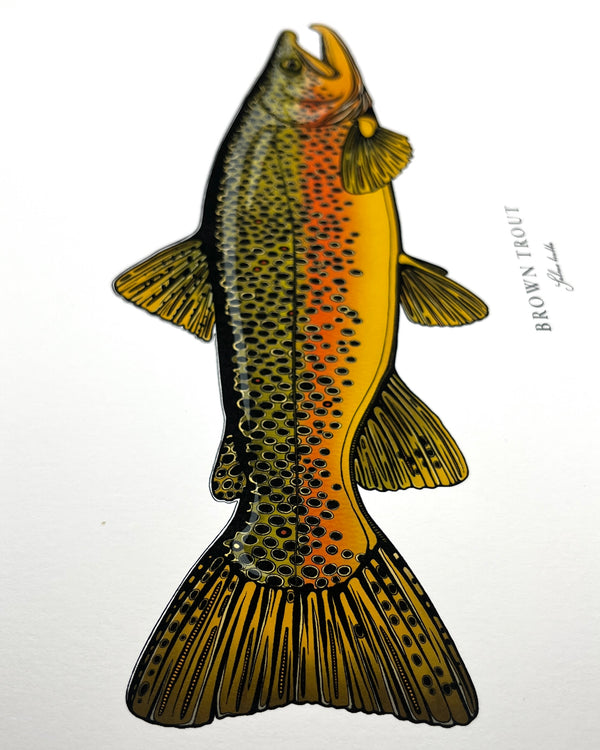 Brown Trout