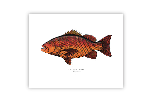 Cubera Snapper II Color Fine Art Print