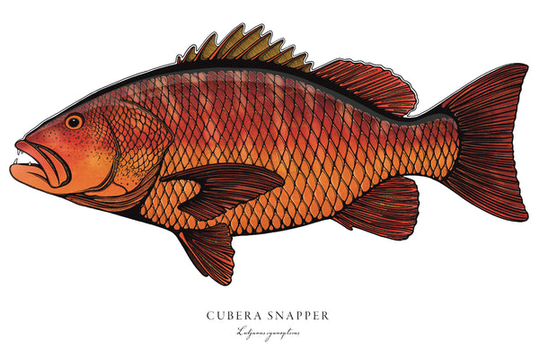 Cubera Snapper II Color Fine Art Print