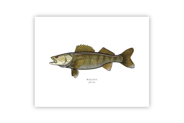 Walleye II Color Fine Art Print