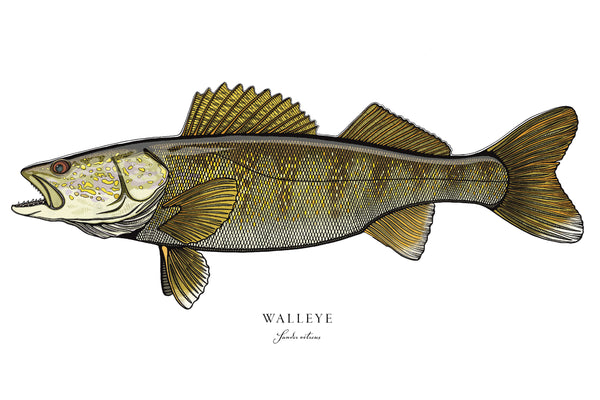 Walleye II Color Fine Art Print