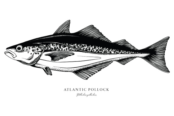 Atlantic Pollock