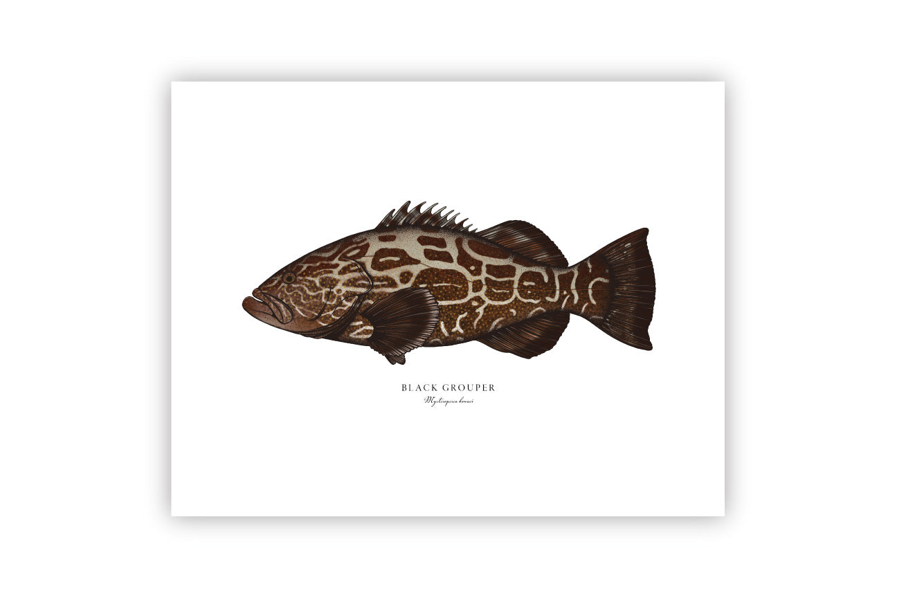 Black Grouper II Color Fine Art Print