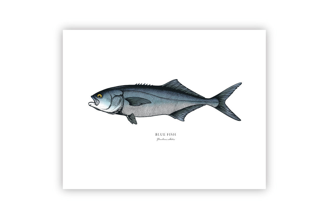 Bluefish II Color Fine Art Print – Bold Coast Burns
