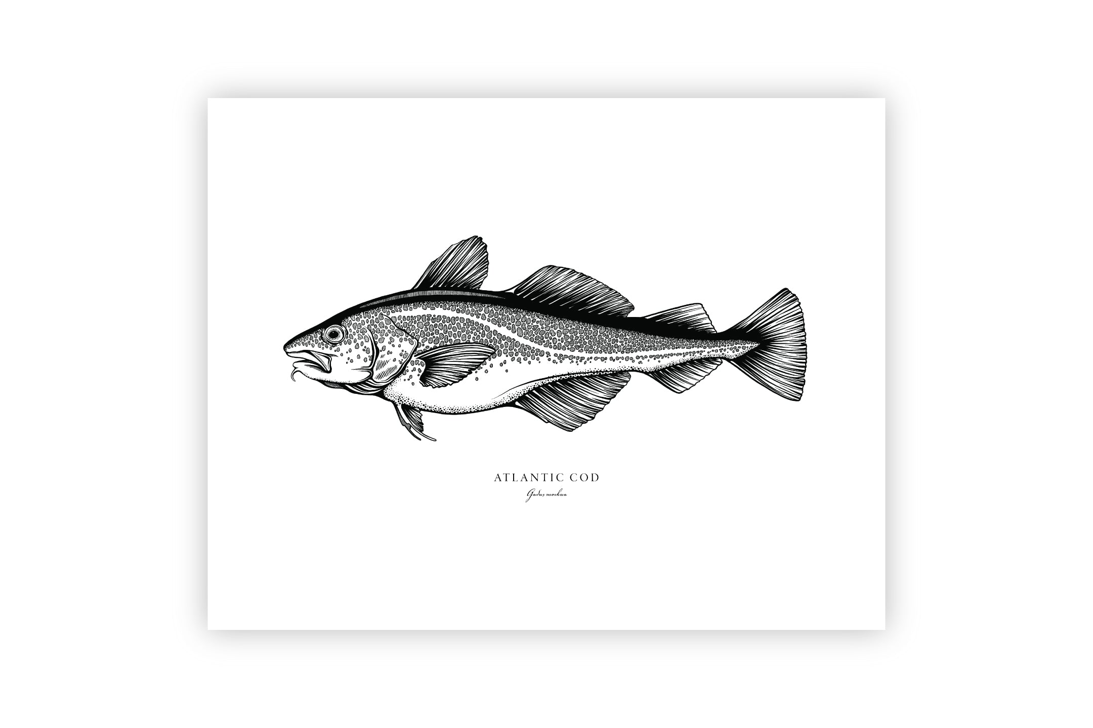 Atlantic Cod II Black and White Fine Art Print – Bold Coast Burns