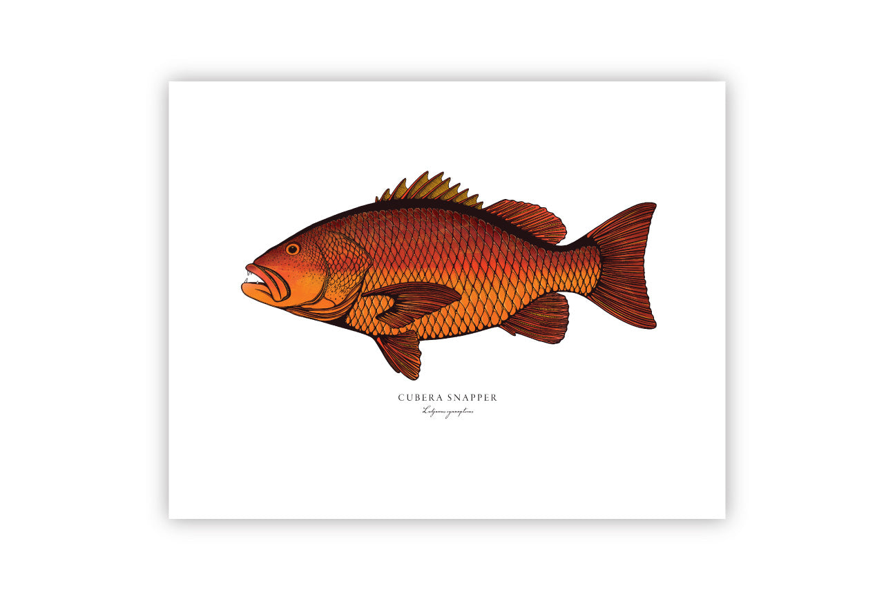Cubera snapper on sale