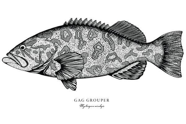 Gag Grouper