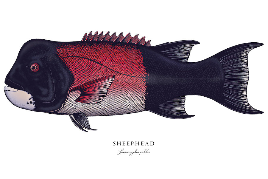 Sheephead Graphics Sheephead – Bold Coast Burns