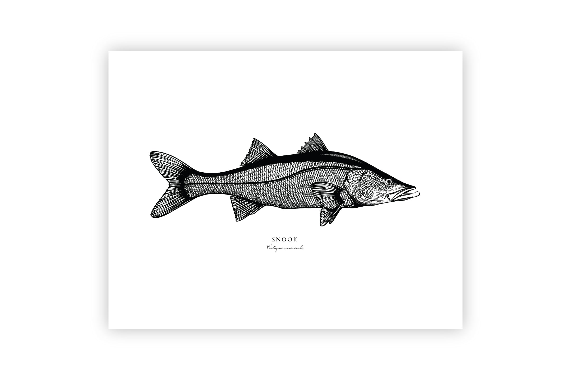 Snook Drawing Simple Snook Drawing