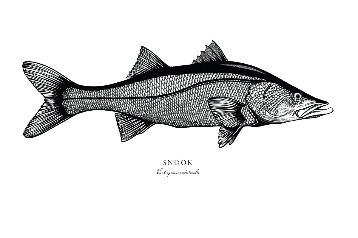 Snook II Black and White Fine Art Print – Bold Coast Burns